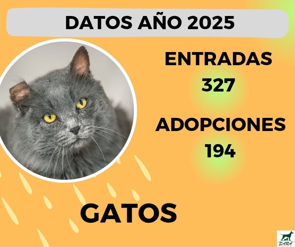 gatos 25